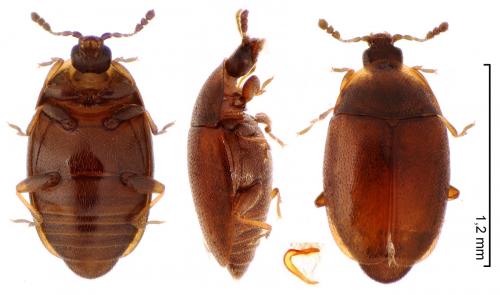 Arthrolips picea